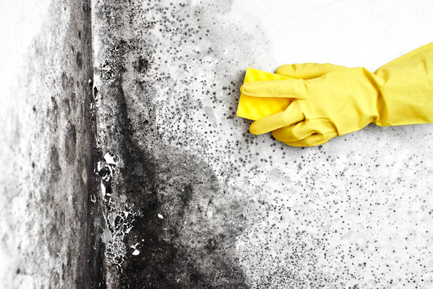 Best Black Mold Removal  in Reidville, SC