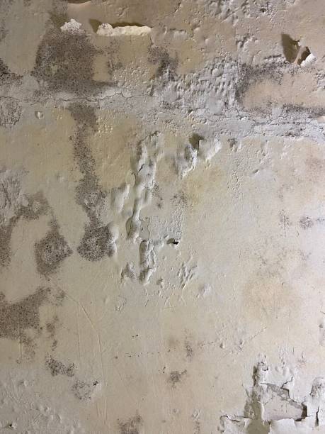  Reidville, SC Mold Removal Pros