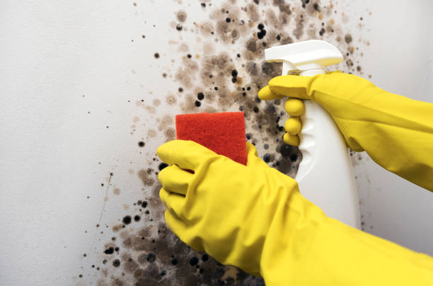 Best Crawl Space Mold Removal  in Reidville, SC